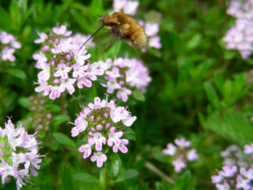 In volo ...Bombylidae